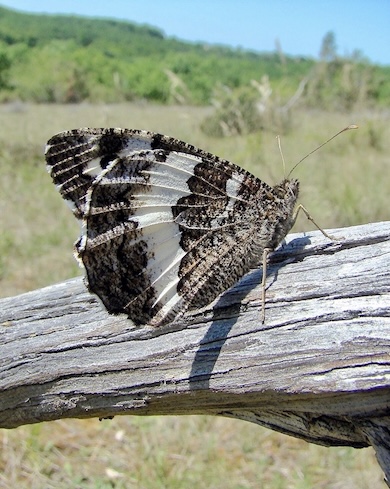 great banded grayling